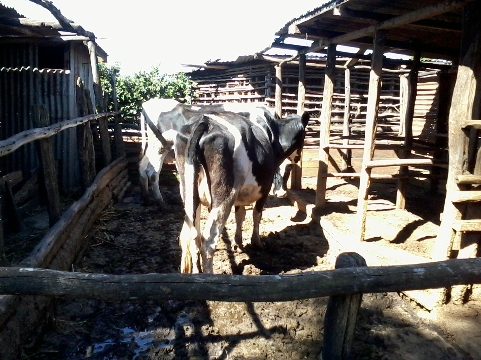 COW SHED CONSTRUCTION KENYA PLANS STICK STABLE SKELETON AS WELL AS 